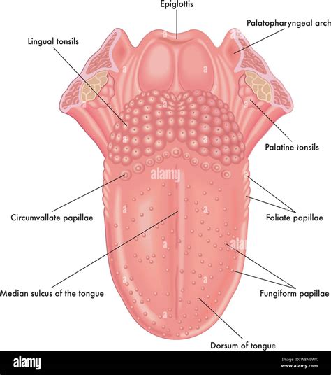 Anatomical Structure Tongue Taste Buds On Vector Image | My XXX Hot Girl