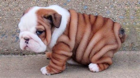 Bulldog Puppies 😍 Cute Bulldog Puppy Videos | Cute bulldog puppies ...