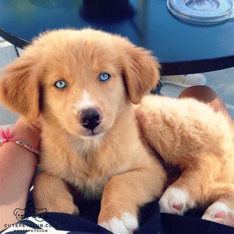 Husky And Golden Retriever Mix Puppies