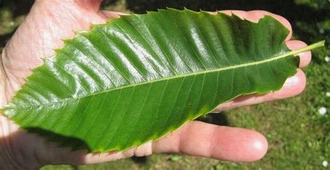 Sweet Chestnut - Tree Guide UK Sweet Chestnut tree identification