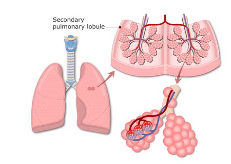 Lung Anatomy Diagram