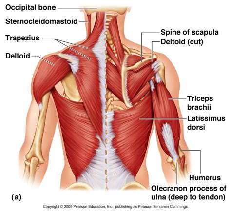 Trapezius Anatomy Diagram - koibana.info | Human body anatomy, Arm ...