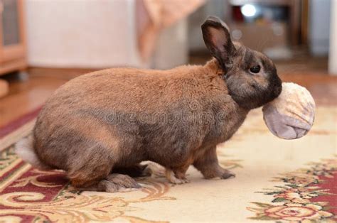 The Brown Rabbit is Playing with a Ball Stock Image - Image of dwarf, cute: 85197657