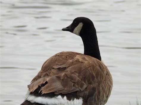 Canadian Goose - Project-Nature