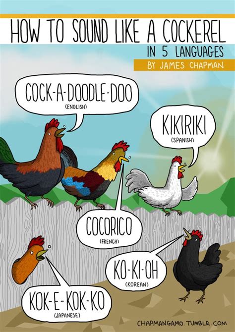 Why do animal sounds different in different languages? | Reckon Talk