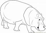 Hippopotamus Coloring Pages sketch template