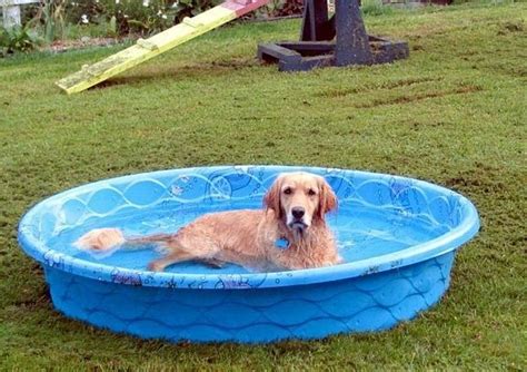 hard plastic pools | Hard plastic kiddie pool with slide walmart | Dog pool, Kiddie pool ...