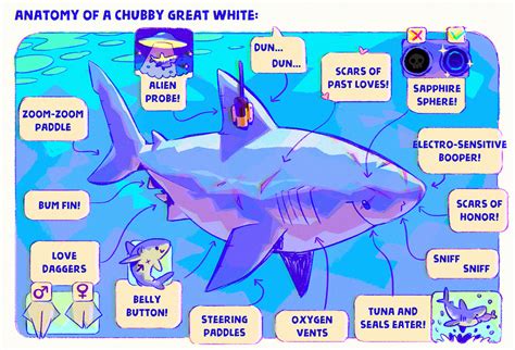 Anatomy of a Chubby Great White by Astral-Requin on DeviantArt