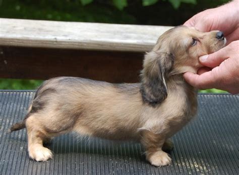 Puppies | Cute baby animals, Baby animals, Dachshund puppies