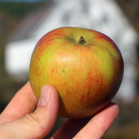 Finding the Best Heirloom Apples for the Small Home Orchard : This Inspired Life