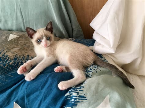 Siamese Mix? | TheCatSite