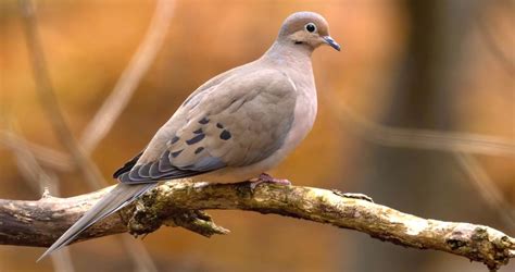 Difference Between Male And Female Mourning Dove