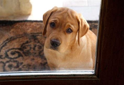 How to Potty Train a Yellow Lab Puppy - PatchPuppy.com