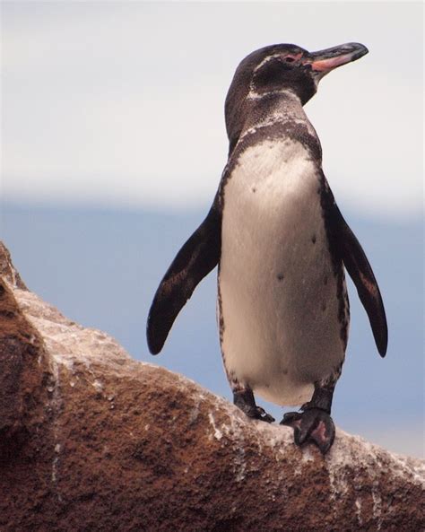 Galápagos penguin | Galapagos penguin, Penguins, Penguin species