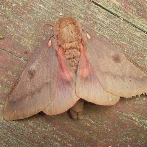 Pine-devil Moth Citheronia sepulcralis Grote & Robinson, 1865 | Butterflies and Moths of North ...