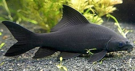 Black Shark (Labeo chrysophekadion) | Tropical Fish Keeping