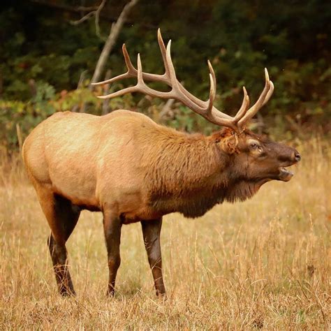 Bull Elk blaring his bugle mating call! Bugling echoes through the forest like many of the ...