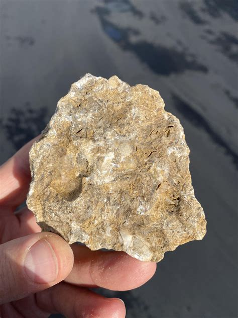 Fossilized sea bed? : r/fossils