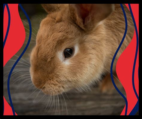 Understanding and Managing Snuffles in Rabbits - The Rabbit Hop