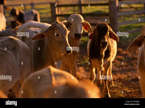 Brahman cattle australia hi-res stock photography and images - Alamy