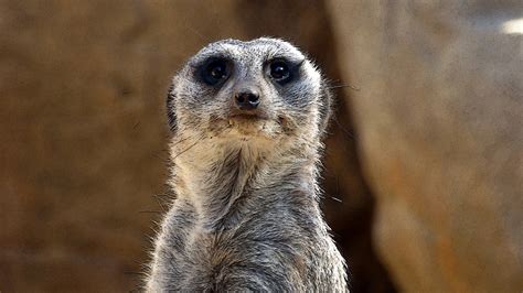 Closeup Of Meerkat Face Free Stock Photo - Public Domain Pictures