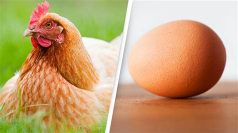 Scientists say they've finally discovered what came first the chicken or the egg | Flipboard