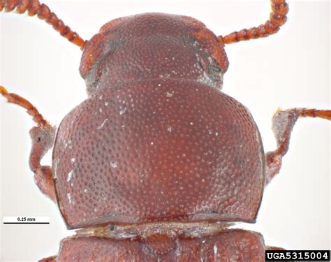 confused flour beetle, Tribolium confusum (Coleoptera: Tenebrionidae) - 5315004