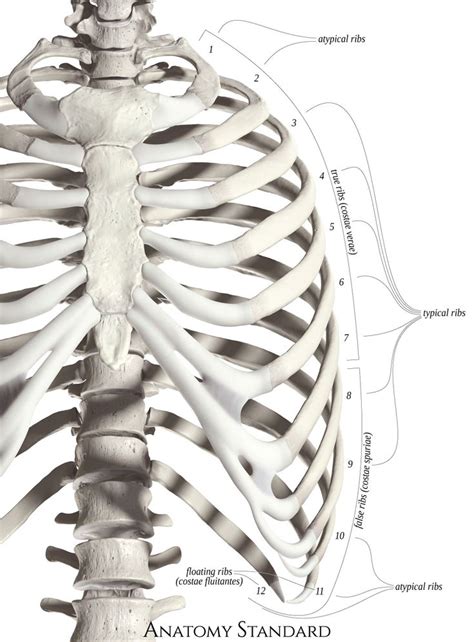 Classification of human ribs | Human ribs, Body anatomy, Dental anatomy