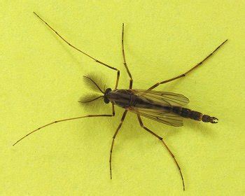 Chironomidae - Alchetron, The Free Social Encyclopedia