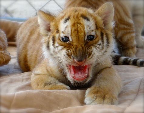 Tiger Cub | Auburn University football fans can meet, play w… | Flickr