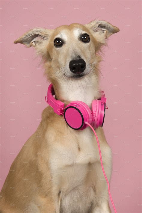 Portrait of a dog with headphones | Animal Stock Photos ~ Creative Market