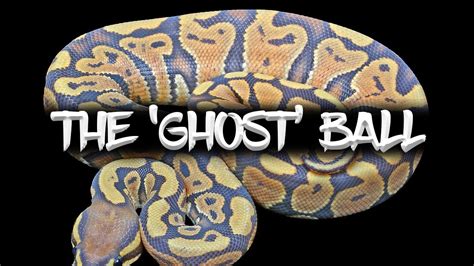 The Potential of the 'Ghost' Ball Python! - YouTube