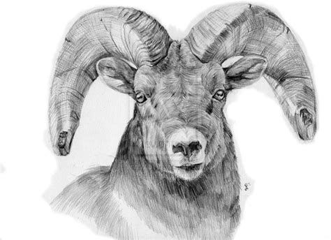 Bighorn Sheep Drawing at PaintingValley.com | Explore collection of ...