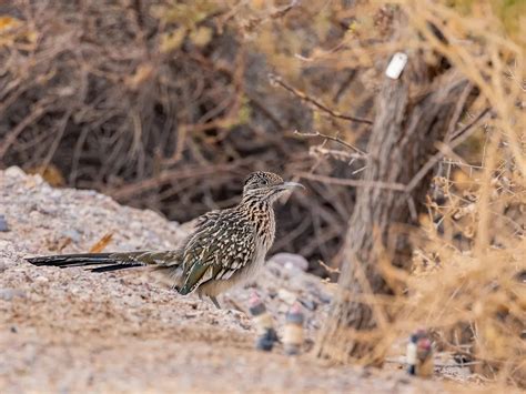 Where Do Roadrunners Live? (Habitat + Distribution) - Unianimal