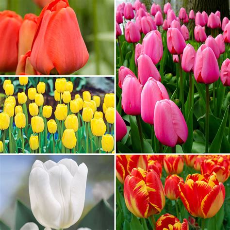 Best Perennial Tulips Collection for Sale from Gurney's