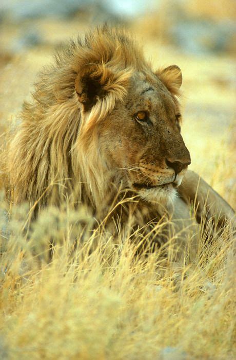 African Savanna Lion - Pets Lovers