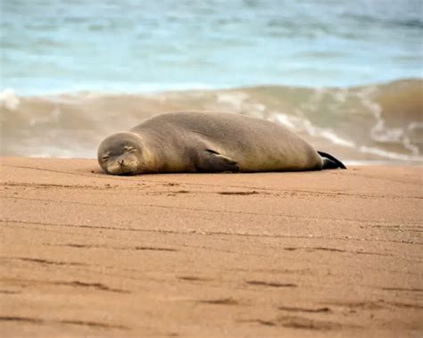 Hawaiian Monk Seal - Facts, Diet, Habitat & Pictures on Animalia.bio