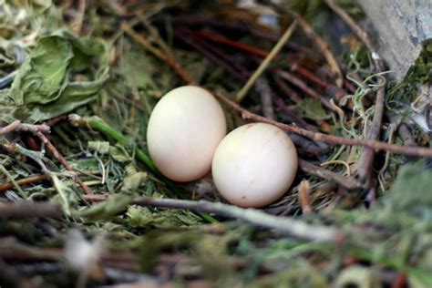 How Long Does It Take For Bird Eggs to Hatch? - Birdwatching Buzz