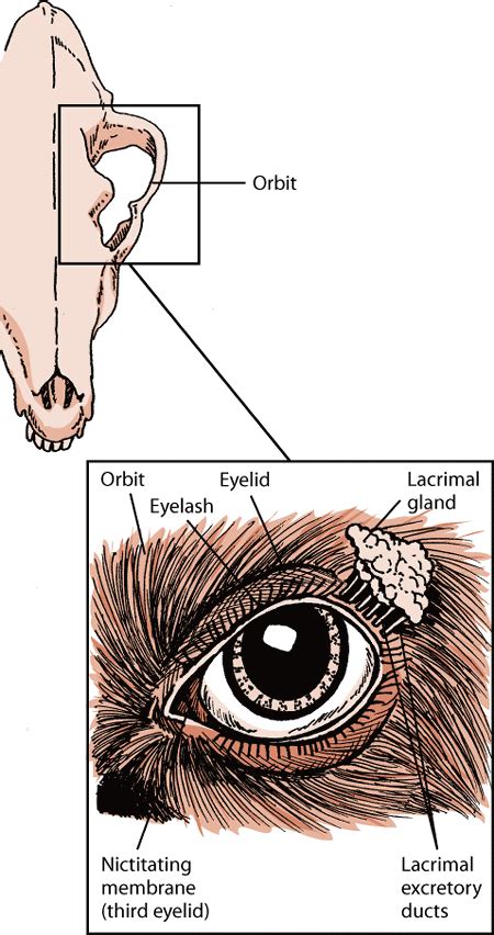 Eye Structure and Function in Dogs - Dog Owners - Merck Veterinary Manual