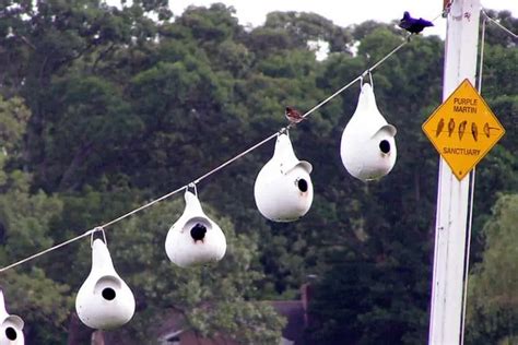 The Best Bird Houses For Purple Martins - Bird Feeder Hub