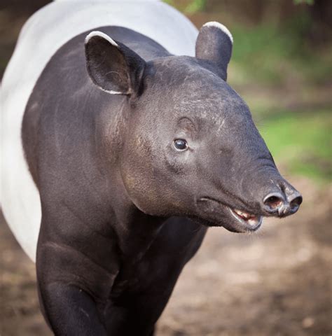 Tapir (Rainforest) - Facts, Diet & Habitat Information