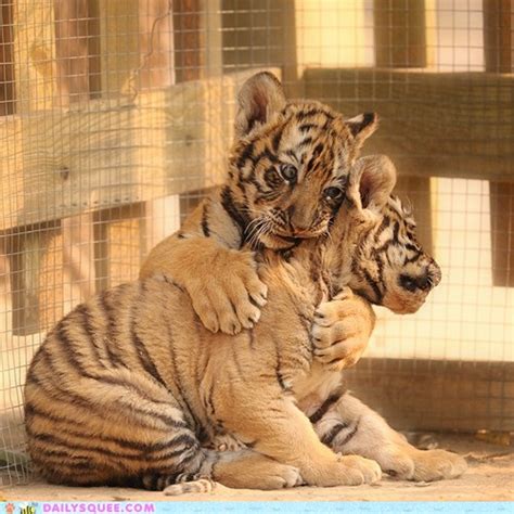 Tiger Hug - Daily Squee - Cute Animals - Cute Baby Animals - Cute ...