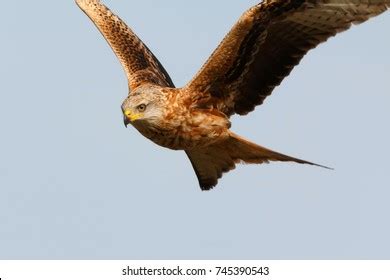 Awesome Bird Prey Flight Sky Background Stock Photo 745390543 | Shutterstock