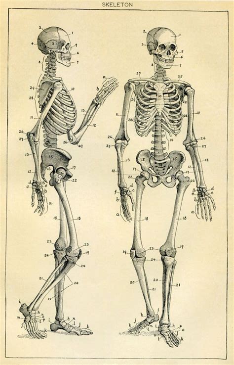 medical posters skeleton - Google Search | Anatomía del esqueleto humano, Carteles vintage, Esbozos