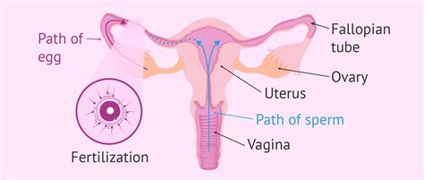 Diagram of the journey of sperm to egg