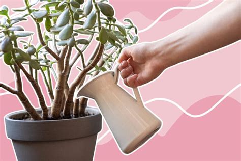 How to Grow and Care For Jade Plants at Home - Petal Republic