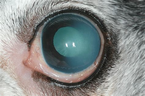 The Aging Canine Eye: What to Look for and How to Intervene