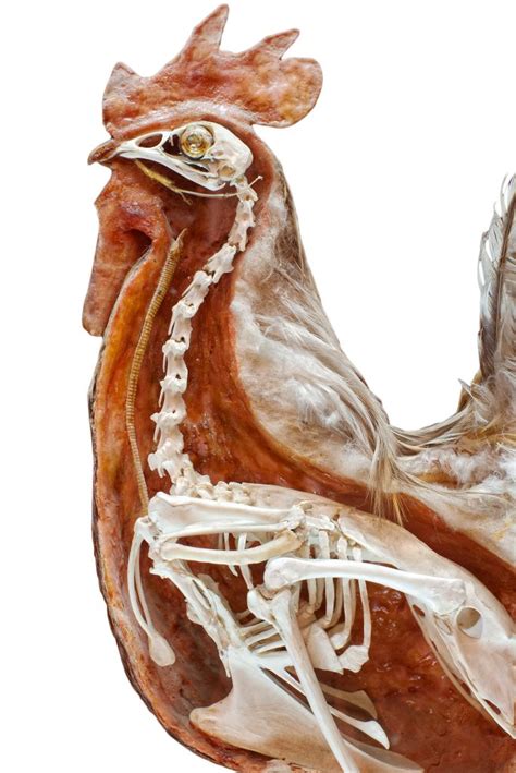 How Chicken Bones Work - Backyard Poultry