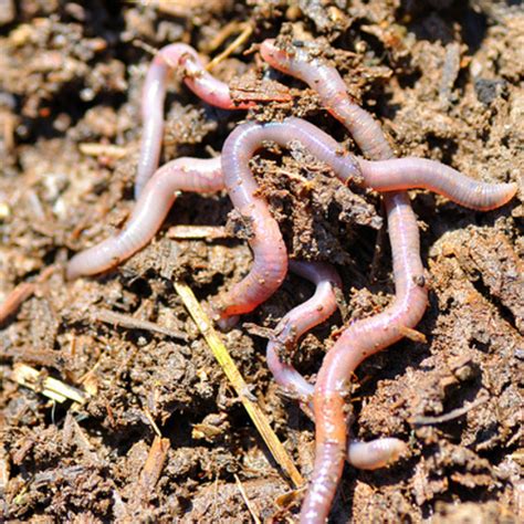 Let Worms Till Your Garden Beds - Fine Gardening