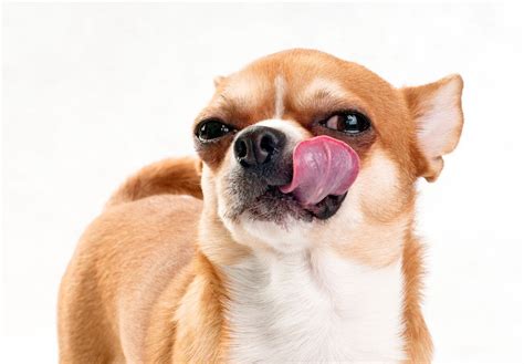 Is Your Dog Licking Their Lips? This Could Be Why - PetPlace